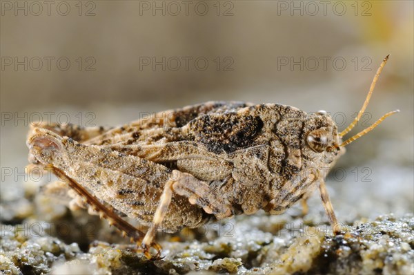 Groundhopper