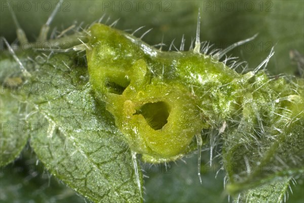 Section through a nettle leaf gall caused by a midge