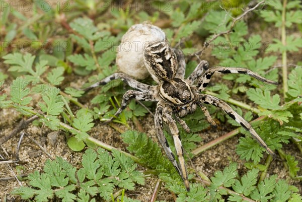 Italian Wolfspider