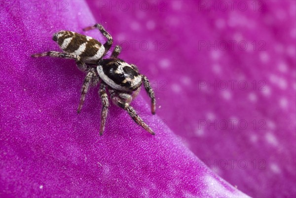 Zebra spider