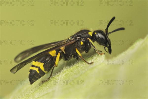 Mason Wasp