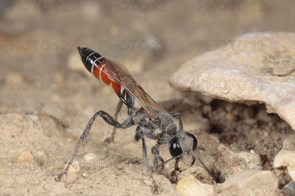 Sand wasp