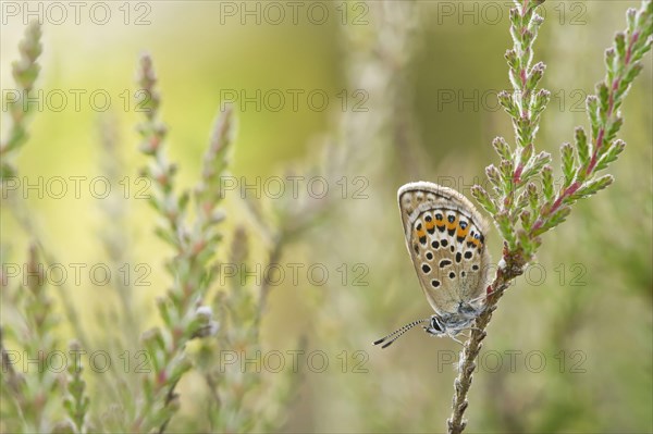 Silver-studded Blue