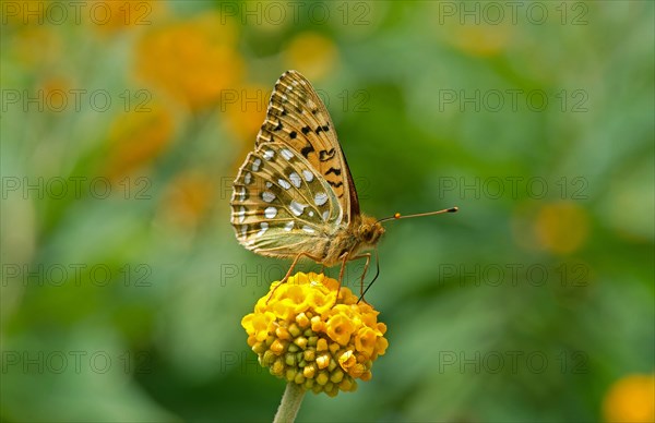 Dark Green Fritillary