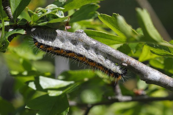 Black-veined whites