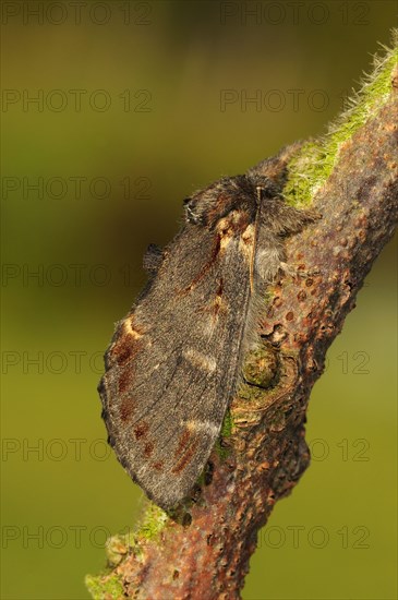 Iron Prominent