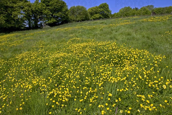 Flowering buttercups