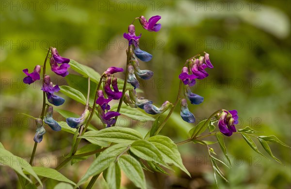 Flowering spring vetch