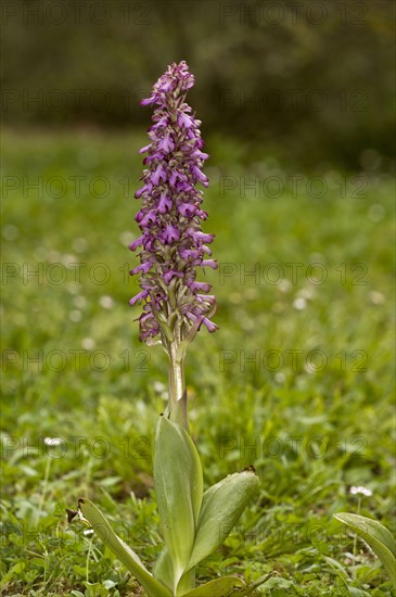 Flowering giant orchid