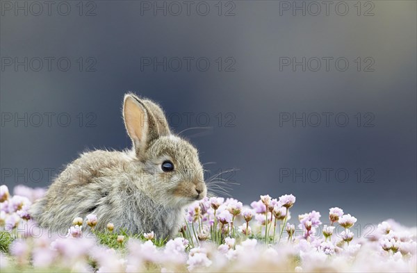 European rabbit