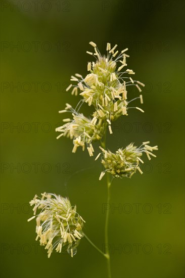 Orchard grass