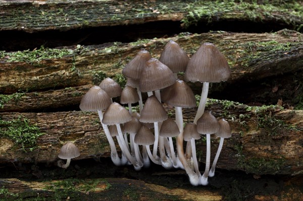 Clustered Bonnet