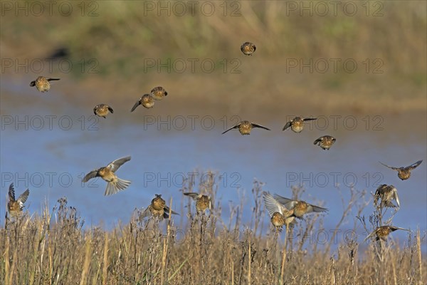 Twite