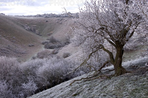 Frost covered trees and glacial 'Dry Valley'