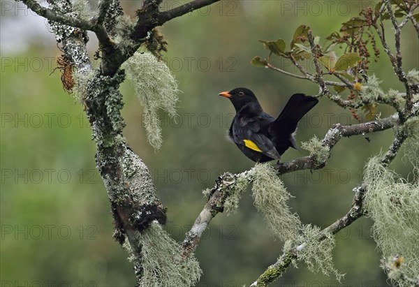 Black-and-gold cotinga