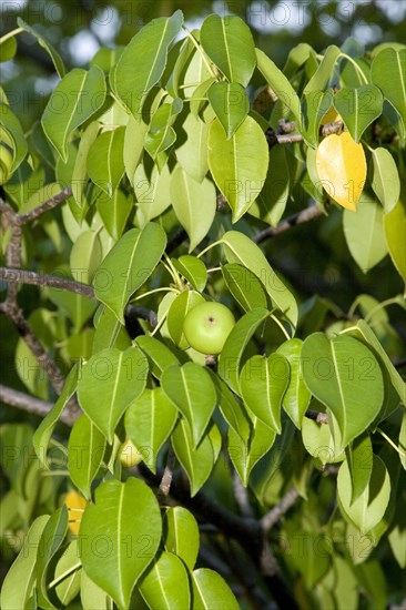 Manchineel