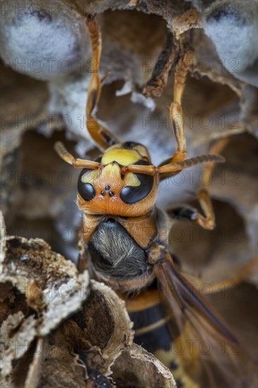 European european hornet