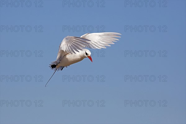 Red-tailed tropicbird