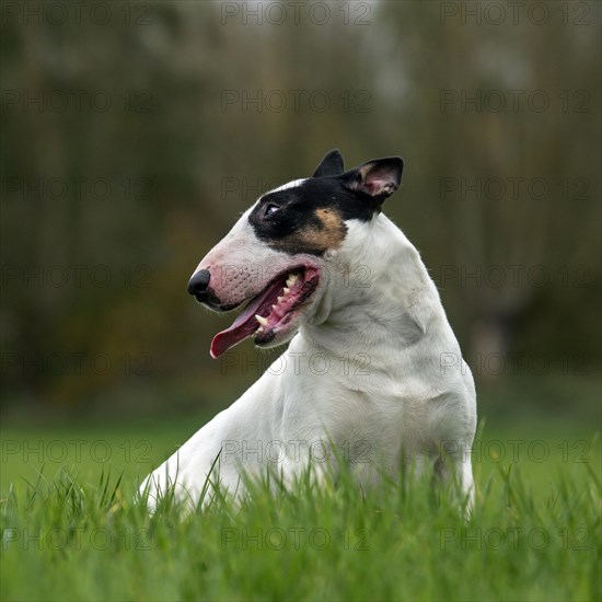 Bull Terrier