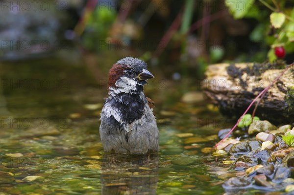 House sparrow