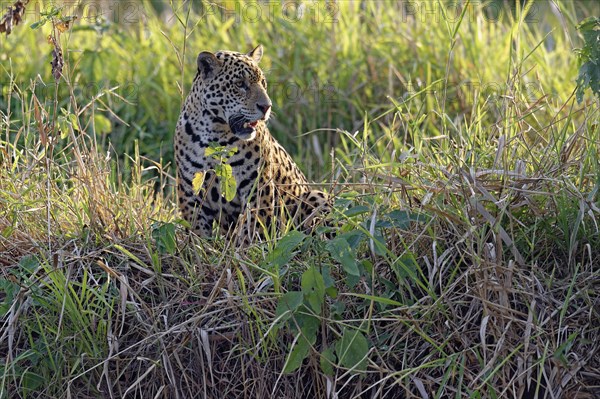 Young jaguar