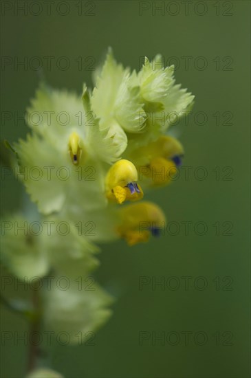 (Melampyrum arvense)