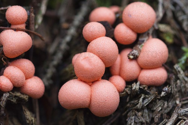 Bloodmilk fungus