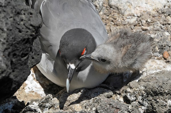 Swallow-tailed Gull with chick