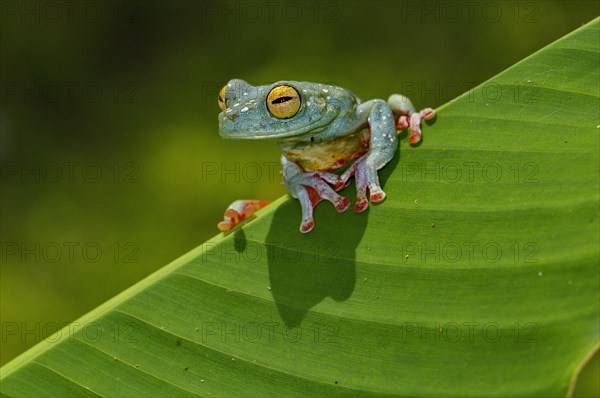 Red-fin tree frog