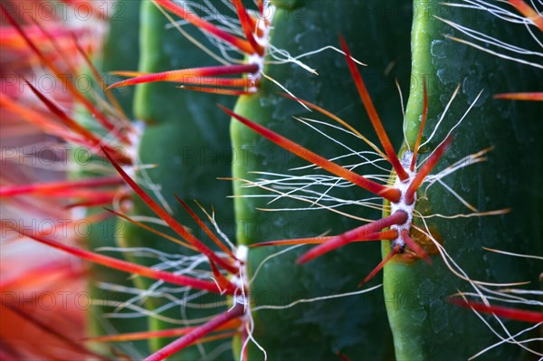 Barrel cactus