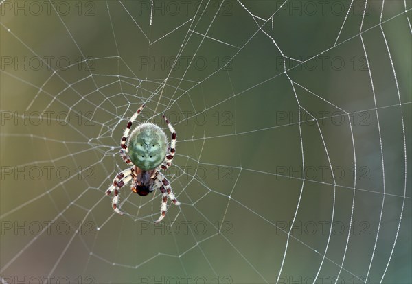 Four-spot orb weaver