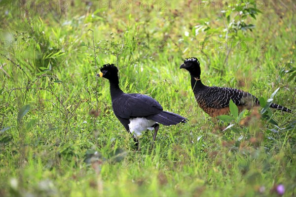 Bare-Faced Curassow