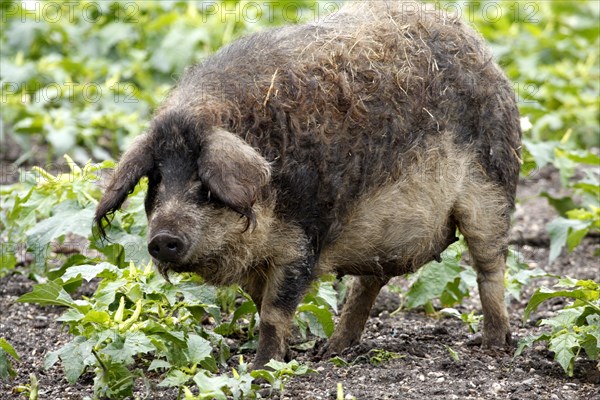 Mangalica pig