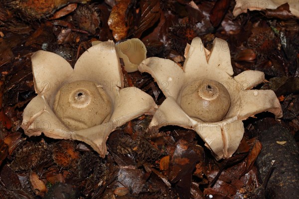 Ruffed Earth Star