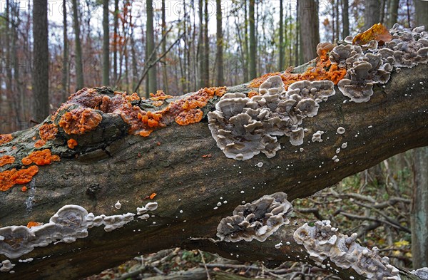 Burnt smoke mushroom and orange-red crested mushroom