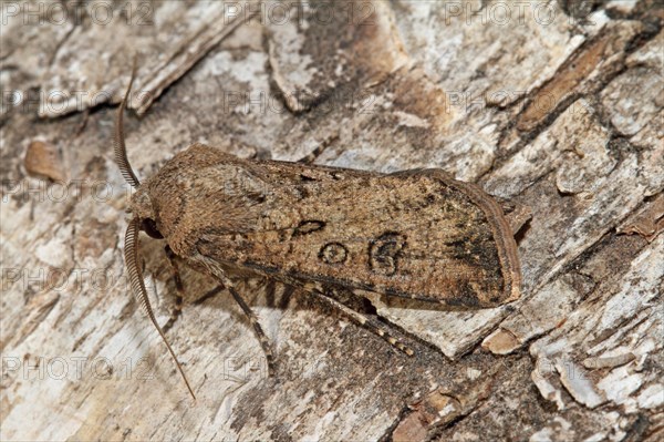 Turnip weed moth