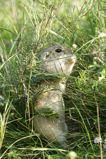 European gopher