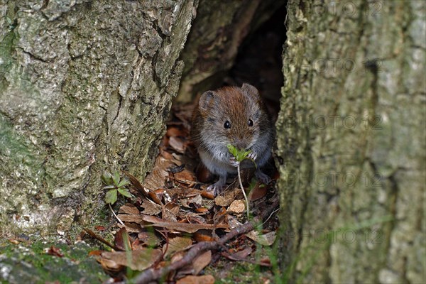 Common bank vole