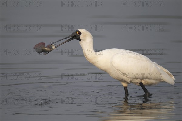 Black-faced black-faced spoonbill