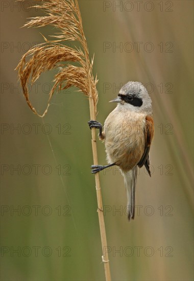 Eurasian Penduline-tit