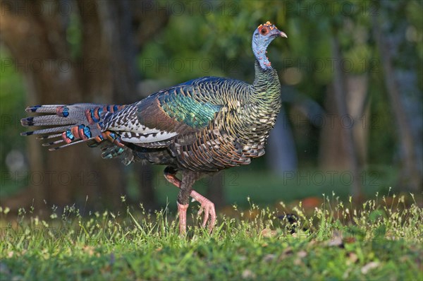 Ocellated Turkey