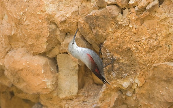 Wallcreeper