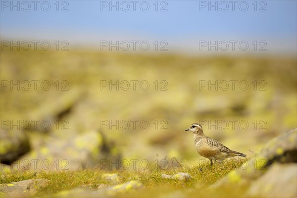 Eurasian Dotterel