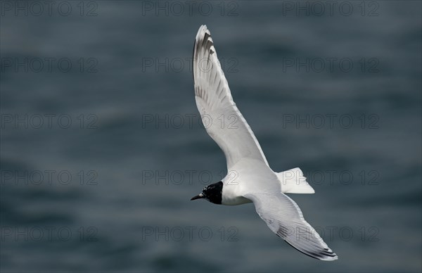 Little Gull