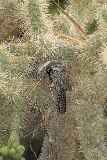 Cactus wren