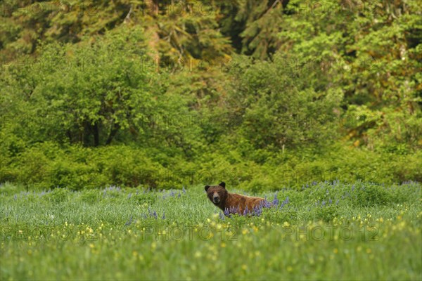 Adult grizzly bear