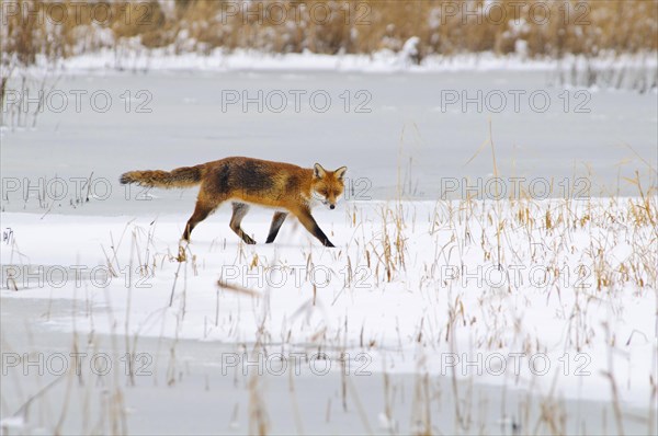 European red fox