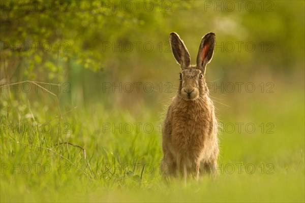 European hare