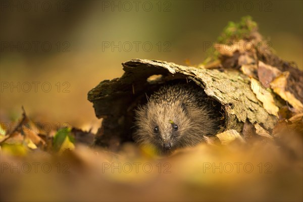 European Hedgehog