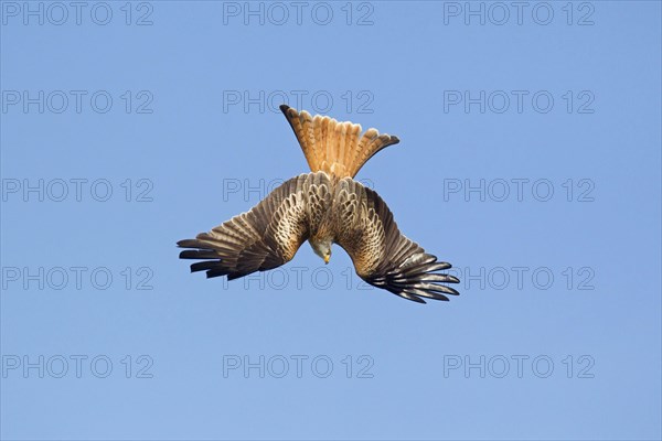 Red Kite